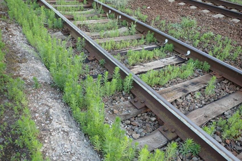 Учёные БелГУ создают «Чёрную книгу флоры Белгородской области»
 События НИУ «БелГУ» учёные белгу создают «чёрную книгу флоры белгородской области»